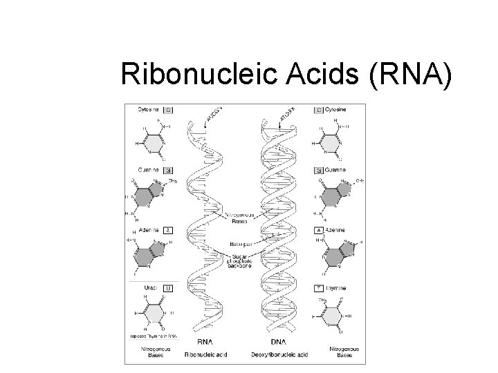 Ribonucleic Acids (RNA) 