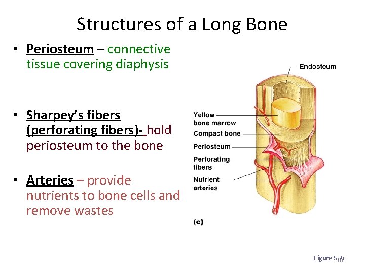 Structures of a Long Bone • Periosteum – connective tissue covering diaphysis • Sharpey’s