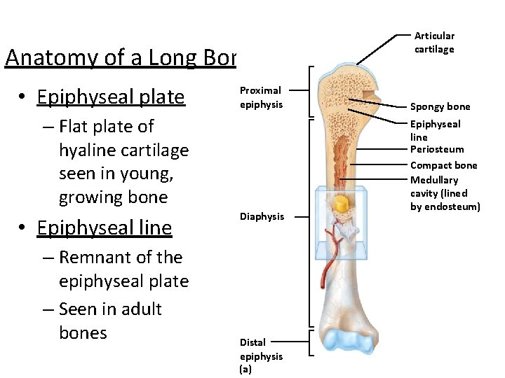 Anatomy of a Long Bone • Epiphyseal plate Proximal epiphysis – Flat plate of