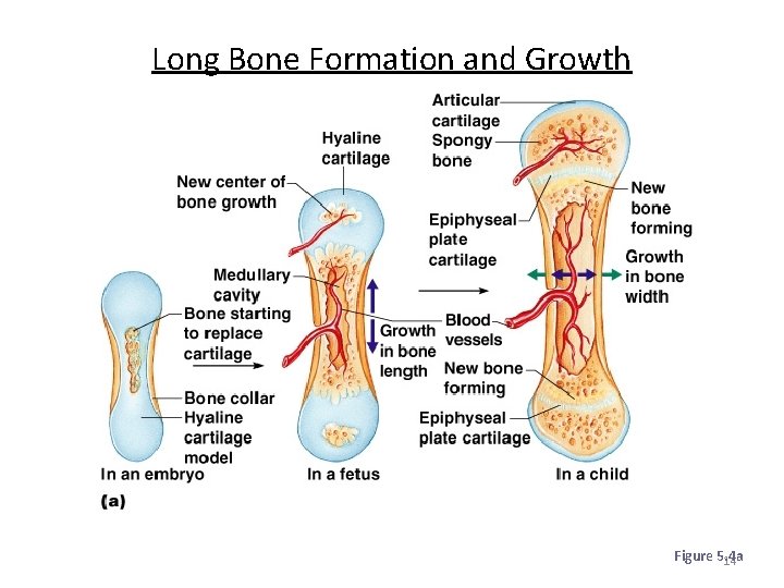 Long Bone Formation and Growth Figure 5. 4 a 14 