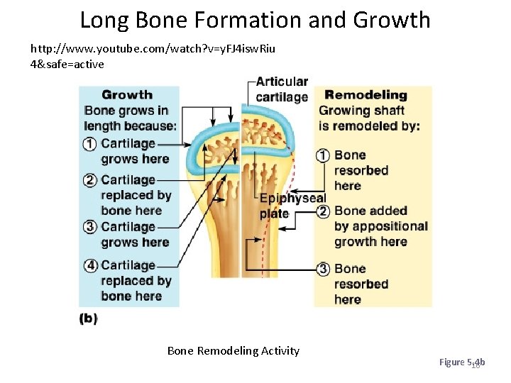 Long Bone Formation and Growth http: //www. youtube. com/watch? v=y. FJ 4 isw. Riu