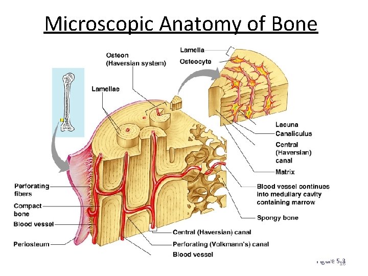 Microscopic Anatomy of Bone Figure 5. 3 18 