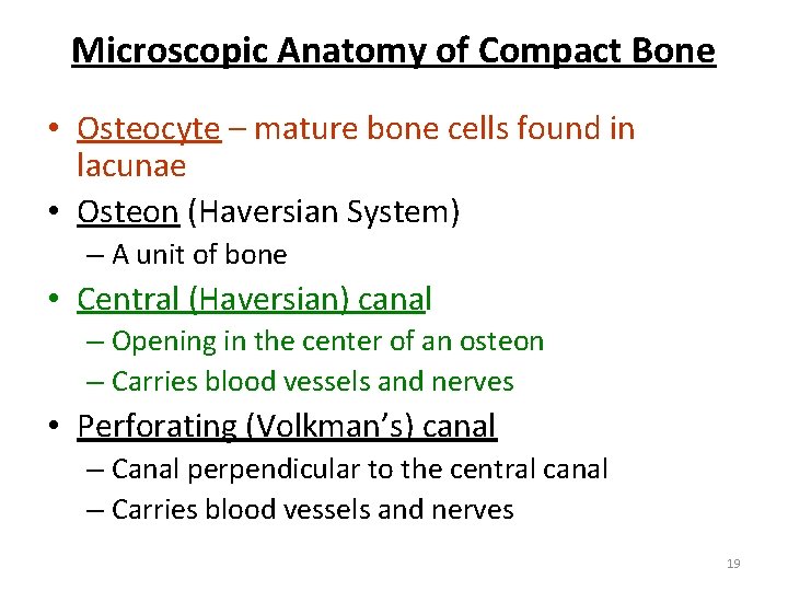 Microscopic Anatomy of Compact Bone • Osteocyte – mature bone cells found in lacunae