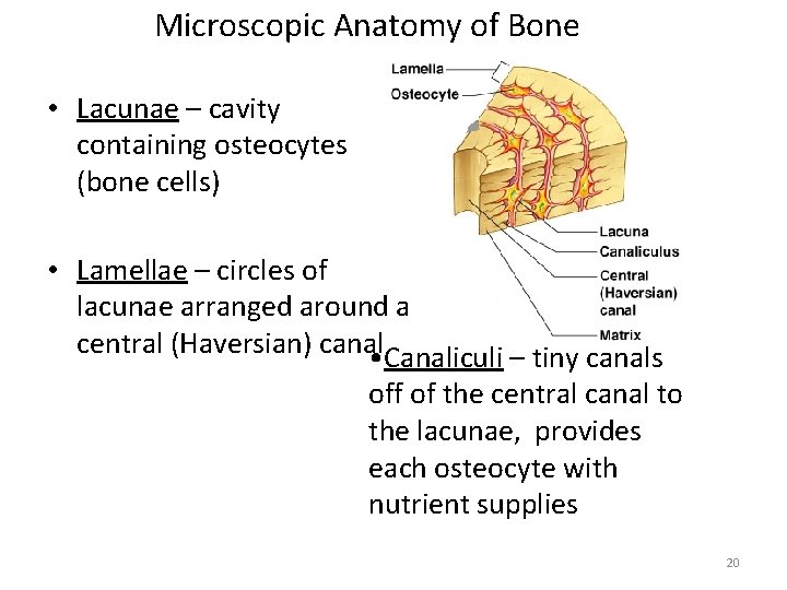 Microscopic Anatomy of Bone • Lacunae – cavity containing osteocytes (bone cells) • Lamellae
