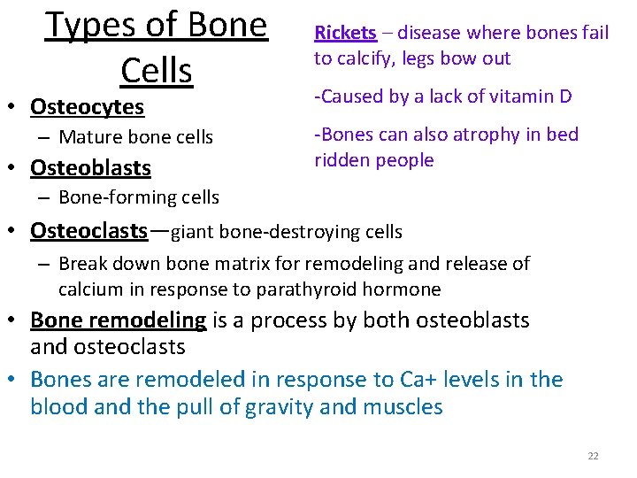 Types of Bone Cells • Osteocytes – Mature bone cells • Osteoblasts Rickets –