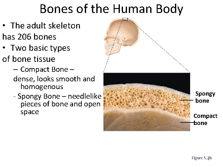 Bones of the Human Body • The adult skeleton has 206 bones • Two