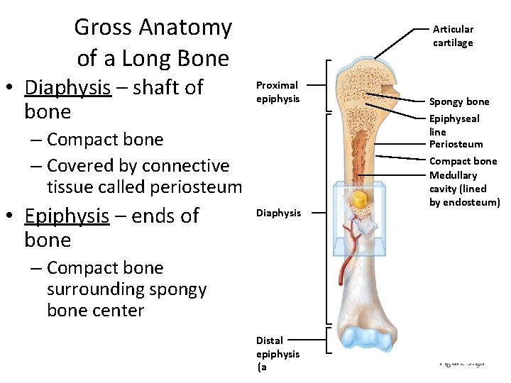 Gross Anatomy of a Long Bone • Diaphysis – shaft of bone Articular cartilage