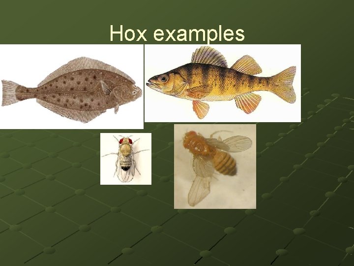 Hox examples 