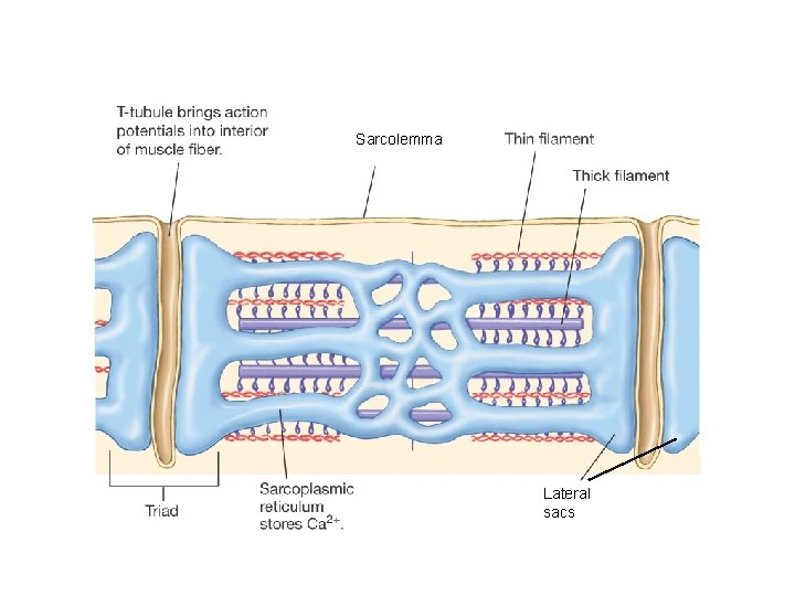 Sarcolemma Lateral sacs 