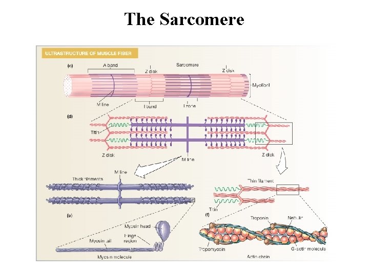 The Sarcomere 
