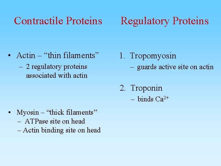 Contractile Proteins • Actin – “thin filaments” – 2 regulatory proteins associated with actin