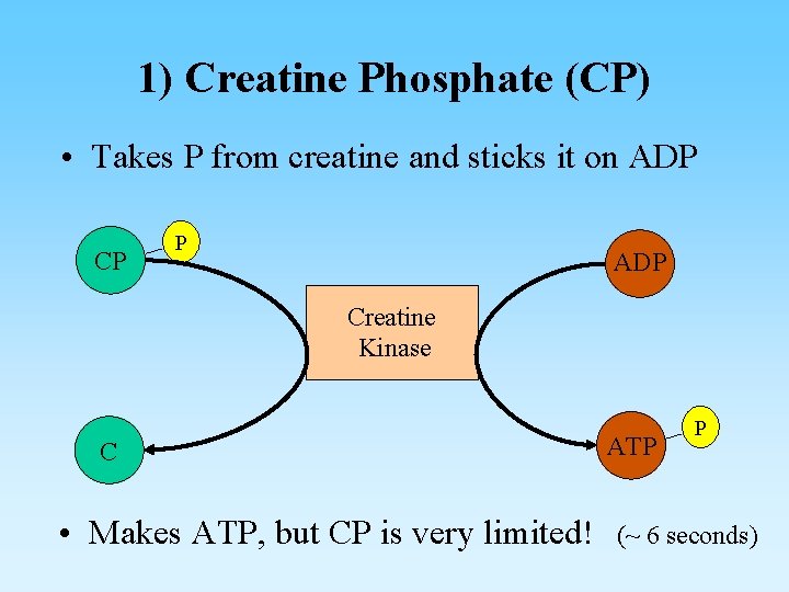 1) Creatine Phosphate (CP) • Takes P from creatine and sticks it on ADP