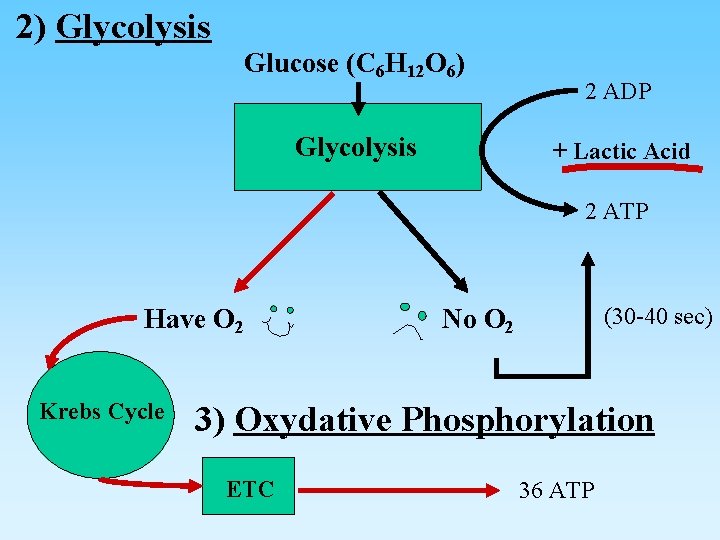 2) Glycolysis Glucose (C 6 H 12 O 6) Glycolysis 2 ADP + Lactic