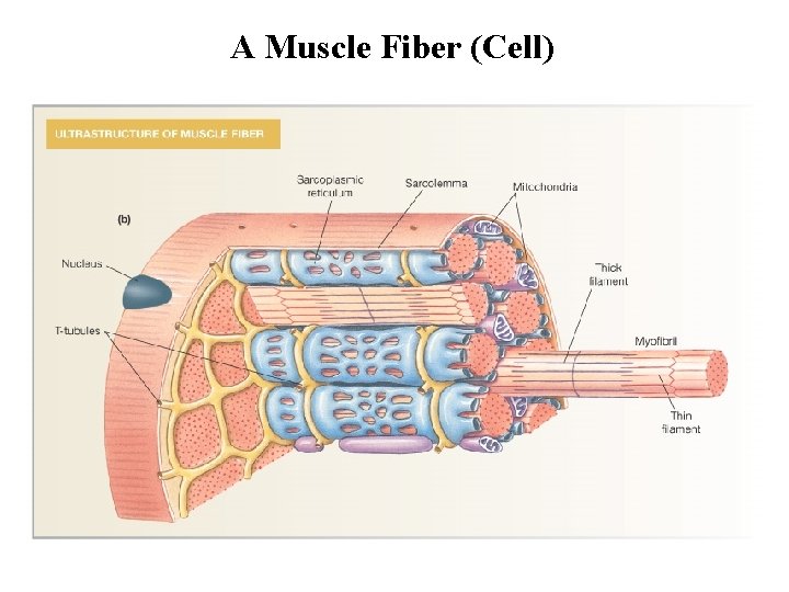 A Muscle Fiber (Cell) 