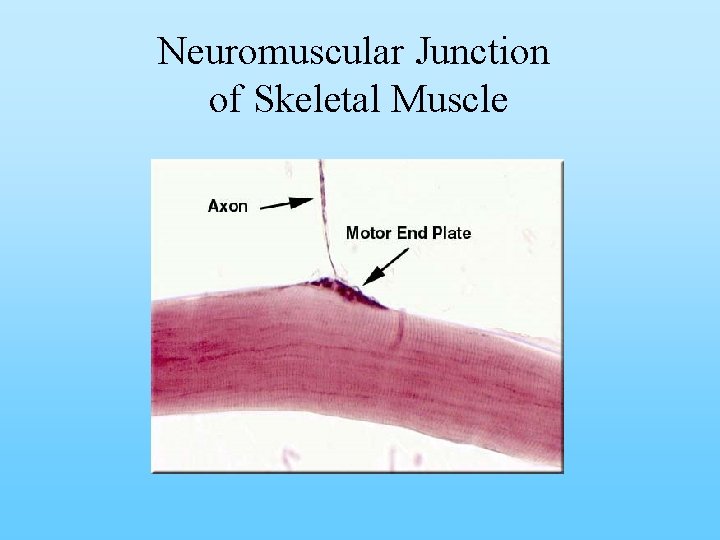 Neuromuscular Junction of Skeletal Muscle 