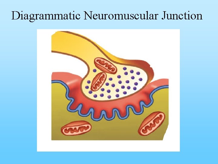 Diagrammatic Neuromuscular Junction 