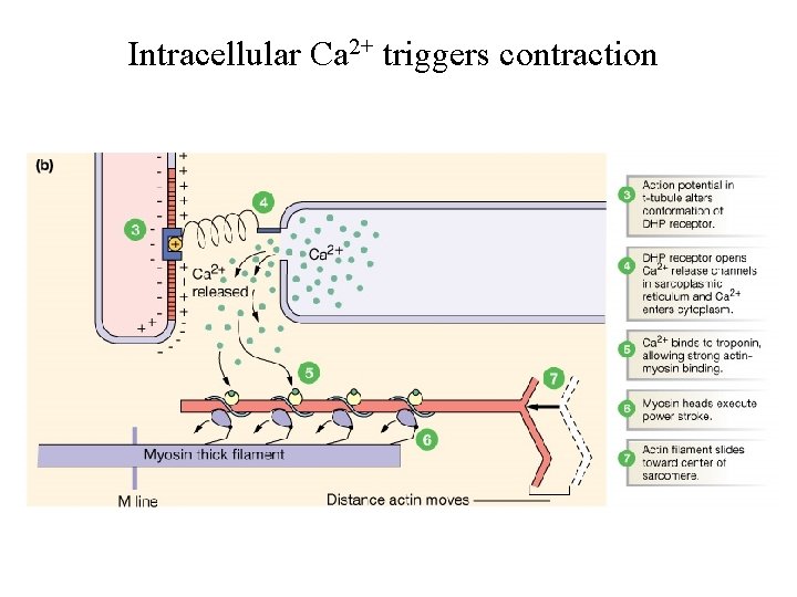 Intracellular Ca 2+ triggers contraction 