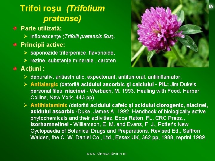 Trifoi roşu (Trifolium pratense) Parte utilizată: Ø inflorescenţe (Trifolii pratensis flos). Principii active: Ø