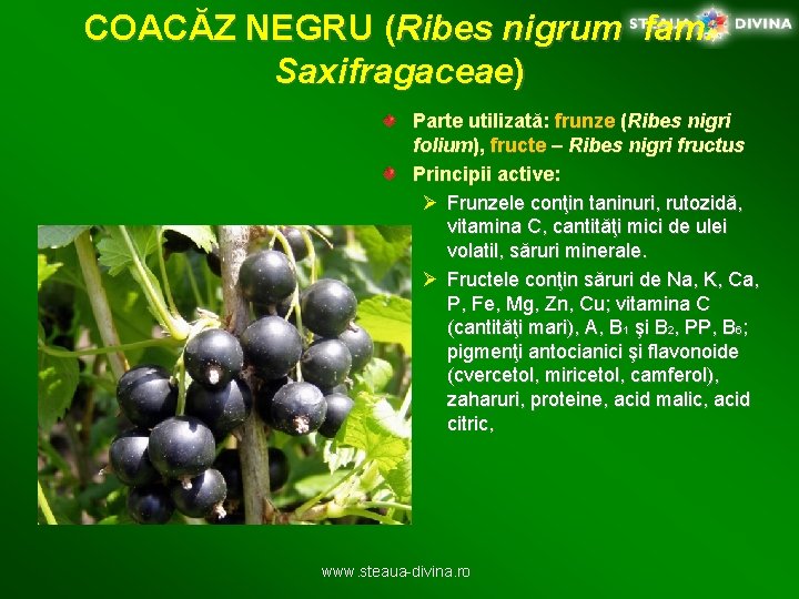 COACĂZ NEGRU (Ribes nigrum fam. Saxifragaceae) Parte utilizată: frunze (Ribes nigri folium), fructe –