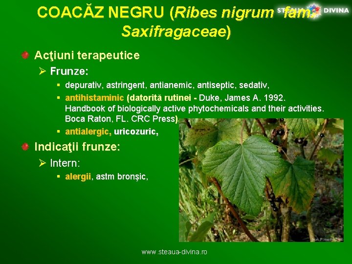 COACĂZ NEGRU (Ribes nigrum fam. Saxifragaceae) Acţiuni terapeutice Ø Frunze: § depurativ, astringent, antianemic,