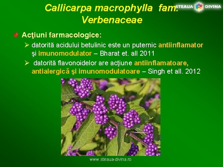 Callicarpa macrophylla fam. Verbenaceae Acţiuni farmacologice: Ø datorită acidului betulinic este un puternic antiinflamator