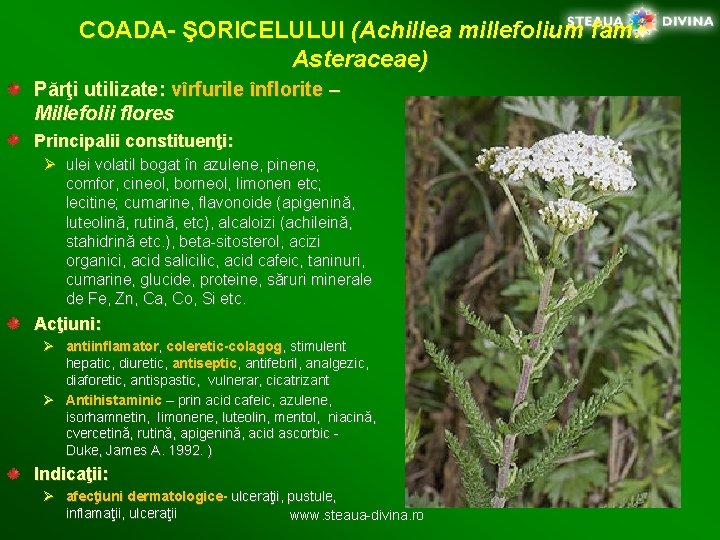 COADA- ŞORICELULUI (Achillea millefolium fam. Asteraceae) Părţi utilizate: vîrfurile înflorite – Millefolii flores Principalii
