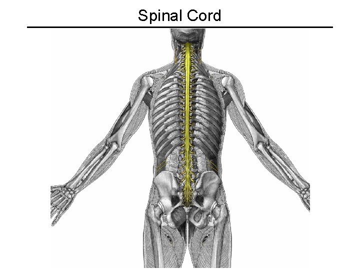 Spinal Cord 