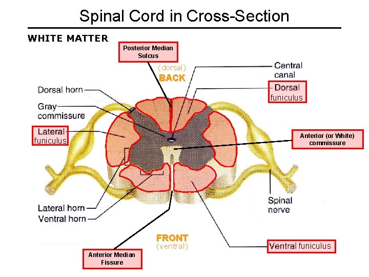 Spinal Cord in Cross-Section WHITE MATTER Posterior Median Sulcus (dorsal) BACK funiculus Anterior (or