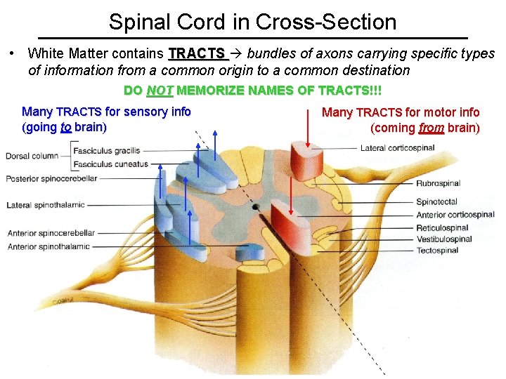 Spinal Cord in Cross-Section • White Matter contains TRACTS bundles of axons carrying specific