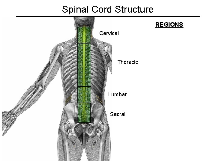 Spinal Cord Structure REGIONS Cervical Thoracic Lumbar Sacral 