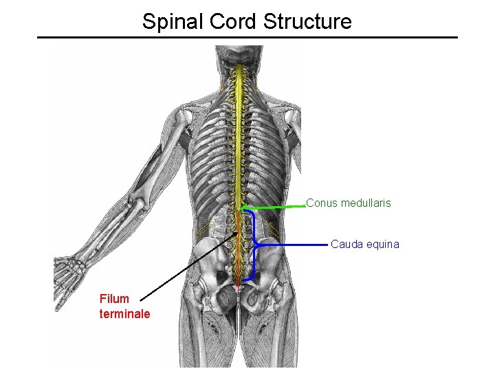 Spinal Cord Structure Conus medullaris Cauda equina Filum terminale 