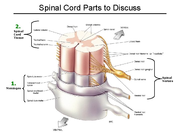 Spinal Cord Parts to Discuss 2. Spinal Cord Tissue or “rootlets” Spinal Nerves 1.