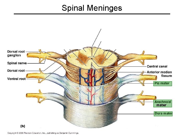 Spinal Meninges mater Dura mater 