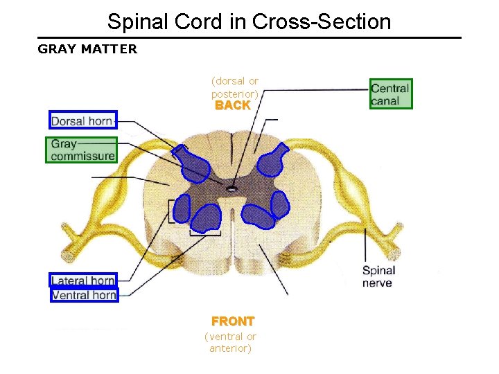 Spinal Cord in Cross-Section GRAY MATTER (dorsal or posterior) • Dorsal roots BACK sensory