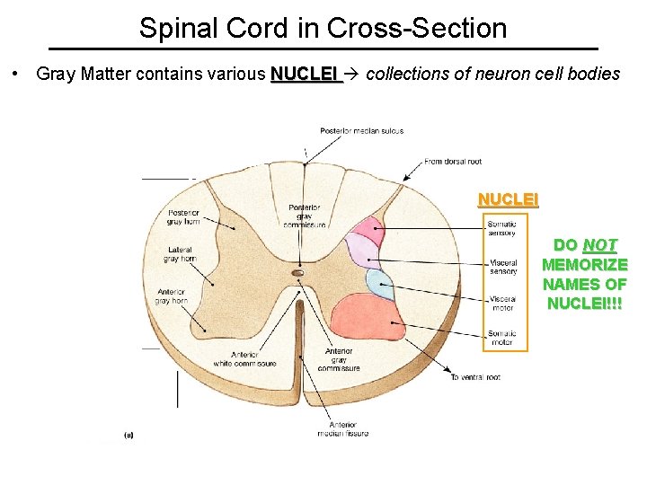 Spinal Cord in Cross-Section • Gray Matter contains various NUCLEI collections of neuron cell