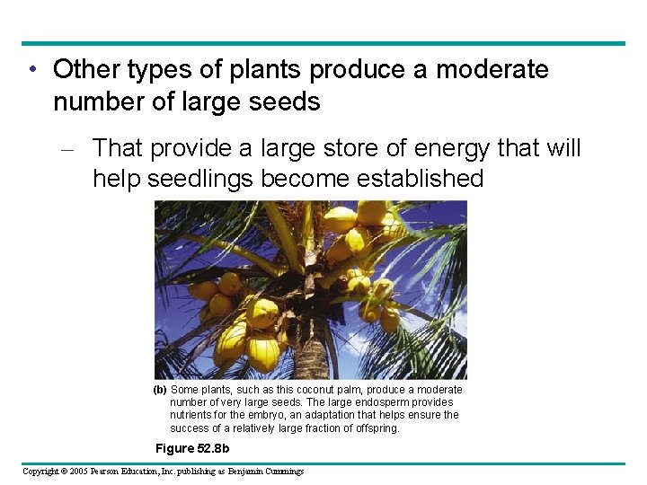  • Other types of plants produce a moderate number of large seeds –