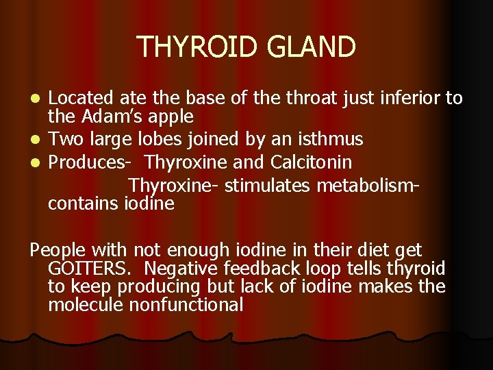 THYROID GLAND Located ate the base of the throat just inferior to the Adam’s