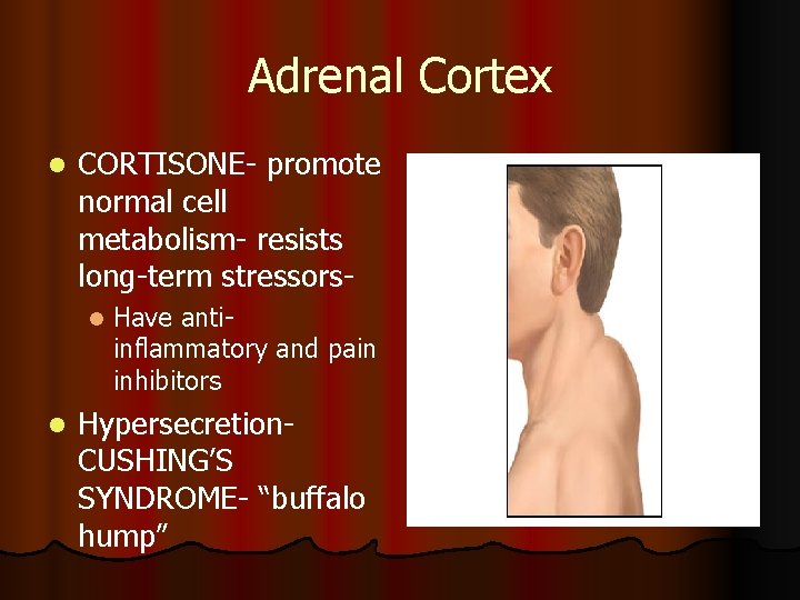 Adrenal Cortex l CORTISONE- promote normal cell metabolism- resists long-term stressorsl l Have antiinflammatory Adrenal Cortex l CORTISONE- promote normal cell metabolism- resists long-term stressorsl l Have antiinflammatory