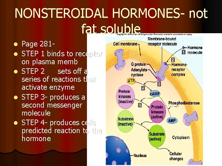 NONSTEROIDAL HORMONES- not fat soluble l l l Page 281 STEP 1 binds to NONSTEROIDAL HORMONES- not fat soluble l l l Page 281 STEP 1 binds to