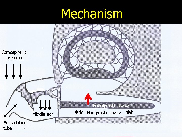 Mechanism Atmospheric pressure Endolymph space Middle ear Eustachian tube Perilymph space 