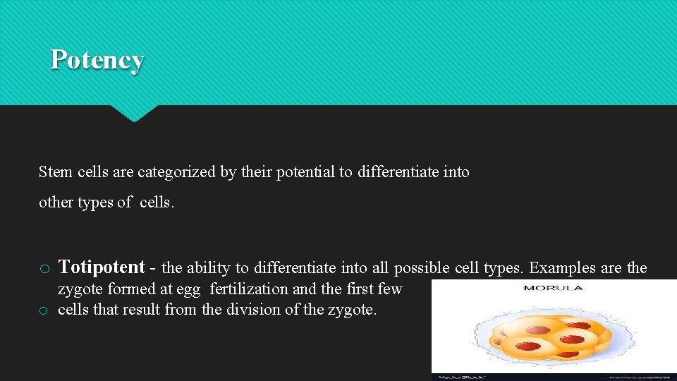 Stem Cells Culture Cell and Tissue Culture History