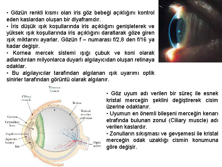  • Gözün renkli kısmı olan iris göz bebeği açıklığını kontrol eden kaslardan oluşan