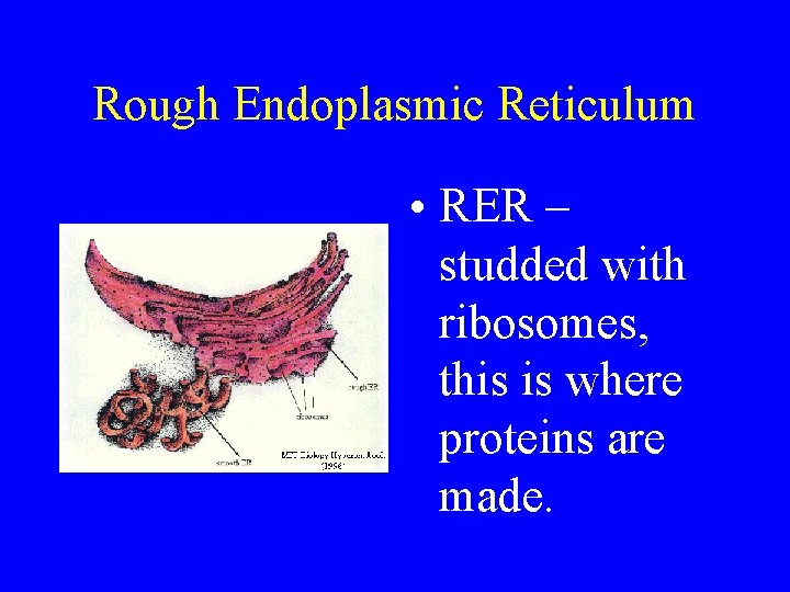 Rough Endoplasmic Reticulum • RER – studded with ribosomes, this is where proteins are