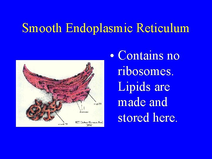 Smooth Endoplasmic Reticulum • Contains no ribosomes. Lipids are made and stored here. 