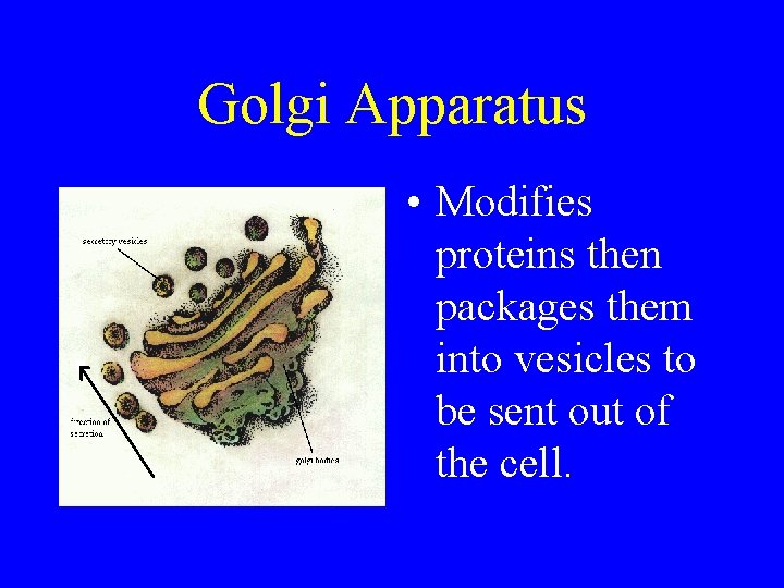 Golgi Apparatus • Modifies proteins then packages them into vesicles to be sent out