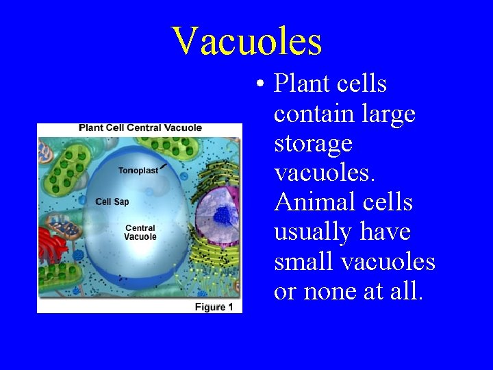 Vacuoles • Plant cells contain large storage vacuoles. Animal cells usually have small vacuoles