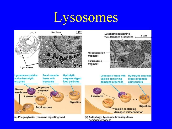 Lysosomes 