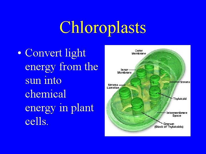 Chloroplasts • Convert light energy from the sun into chemical energy in plant cells.