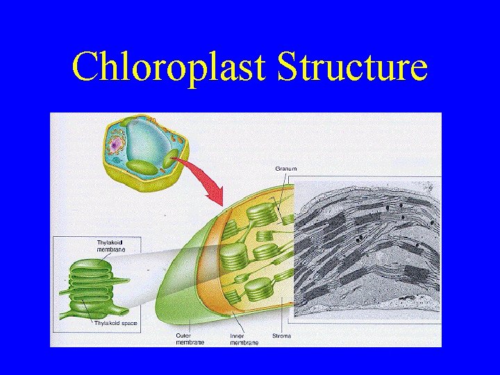 Chloroplast Structure 