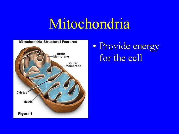 Mitochondria • Provide energy for the cell 